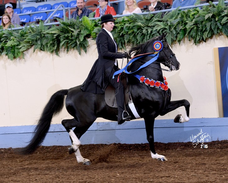 American Morgan Horse Association – Classic Pleasure