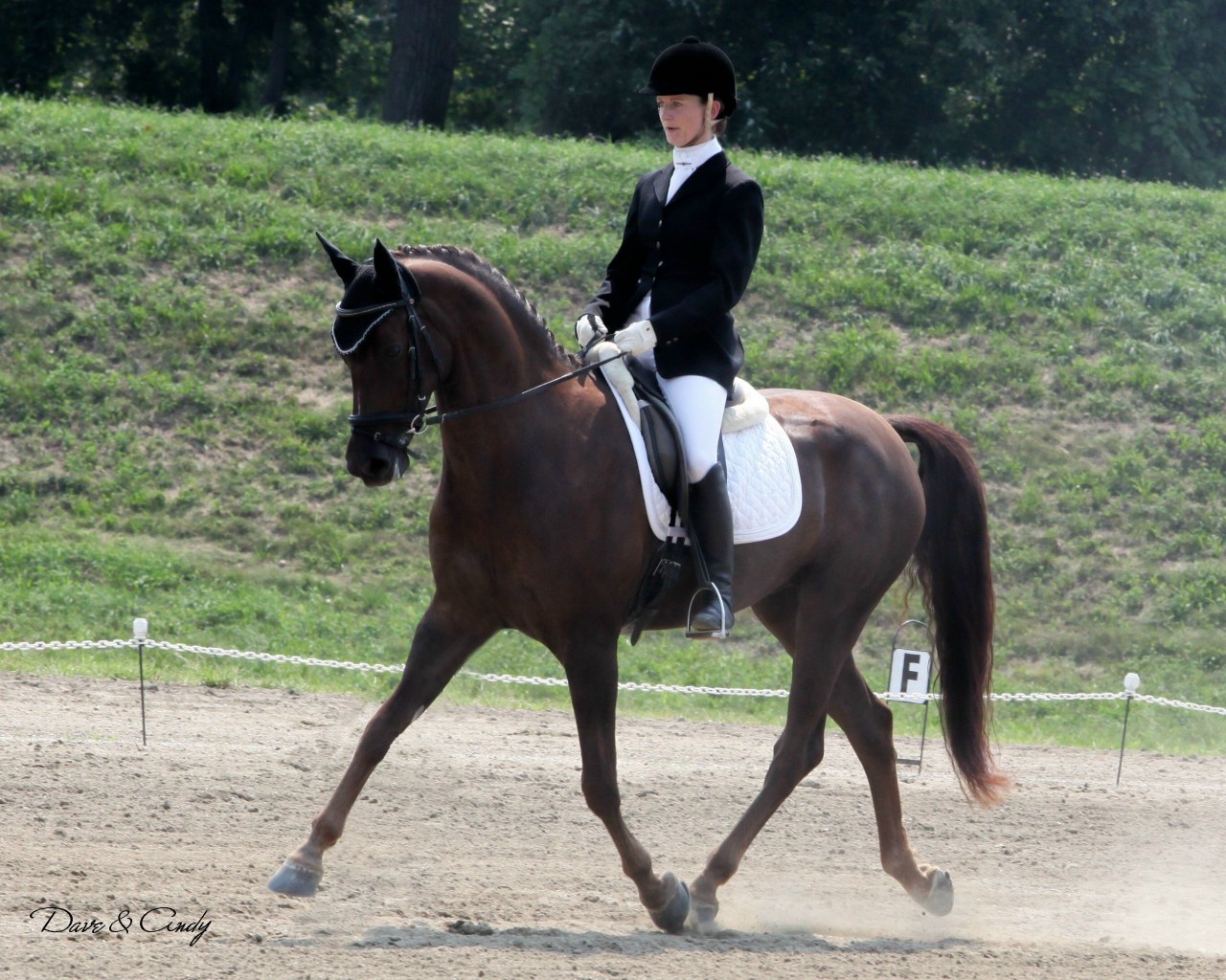 American Morgan Horse Association – Dressage