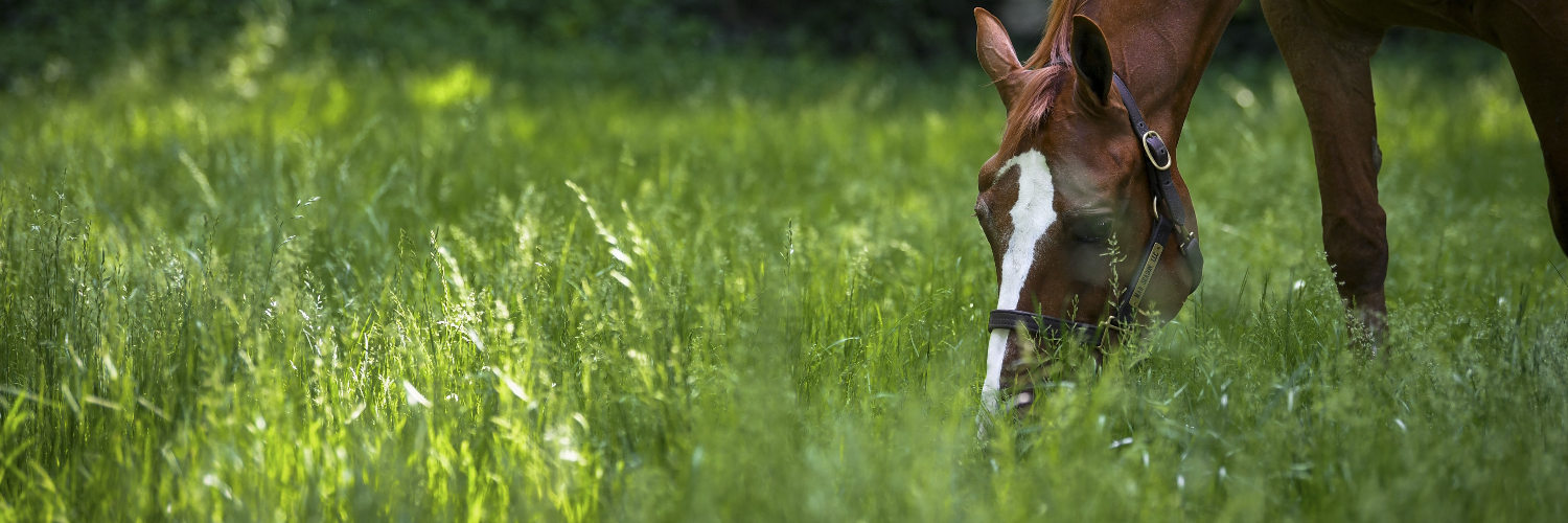 news_2024_usef_chestnut_horse_grazing.png